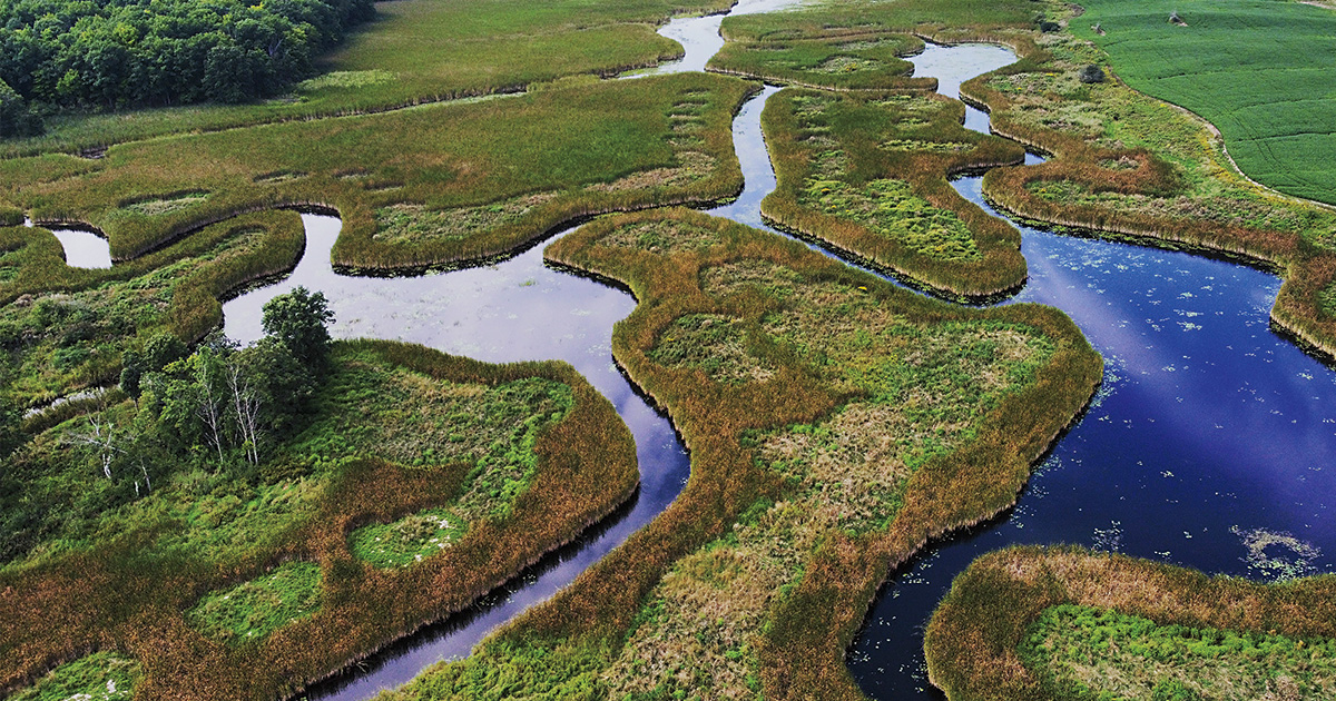 Ontario Wetland.jpeg